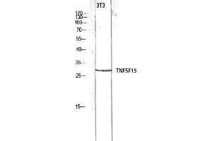 Western Blot (WB) analysis of 3T3 lysis using TNFSF15 antibody. (TNFSF15 anticorps)