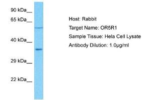 Host: Rabbit Target Name: OR5R1 Sample Type: Hela Whole Cell lysates Antibody Dilution: 1.