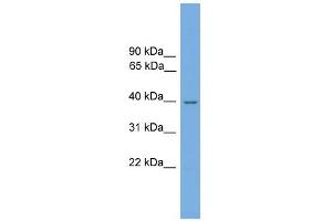 WB Suggested Anti-Nmral1 Antibody Titration: 0. (NMRAL1 anticorps  (N-Term))