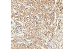 Immunohistochemical analysis of paraffin-embedded Rat-kidney tissue. (TGFBR1 anticorps  (pSer165))