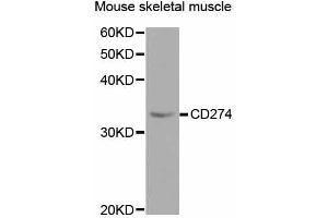 Western blot analysis of extracts of mouse skeletal muscle, using CD274 antibody (ABIN5997392) at 1/1000 dilution. (PD-L1 anticorps)