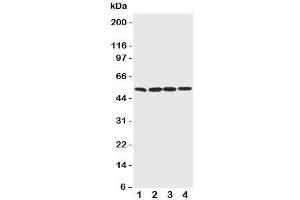 Western blot testing of BAG5 antibody;  Lane 1: rat thymus;  2: (r) spleen;  3: (r) testis;  4: human PANC cell lysate.