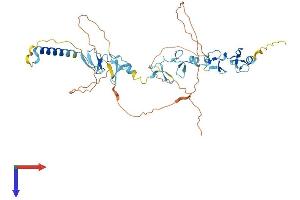 AlphaFold protein structure predicition of Human Recombinant WTIP Protein, UniprotID A6NIX2