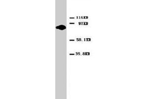 Western blot analysis of HeLa cell lysate. (PKC alpha anticorps  (C-Term))