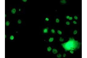 Immunofluorescence (IF) image for anti-Glutathione S-Transferase theta 2 (GSTT2) antibody (ABIN1498553) (GSTT2 anticorps)