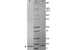 MIP1a Human Cytokine - SDS-PAGE.