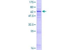 SDS-PAGE (SDS) image for Fucosyltransferase 6 (Alpha (1,3) Fucosyltransferase) (FUT6) (AA 1-359) protein (GST tag) (ABIN1778703)