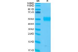 Human Siglec-3/CD33 on Tris-Bis PAGE under reduced condition.