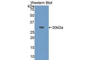 Western Blotting (WB) image for anti-Fibrinogen gamma Chain (FGG) (AA 166-416) antibody (ABIN1078033) (FGG anticorps  (AA 166-416))