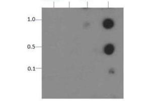 Dot Blot of Rabbit Histone H3 [p Thr11] Antibody. (Histone 3 anticorps  (pThr11))