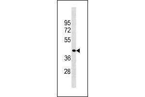 ZCCHC3 Antibody (Center) (ABIN1882007 and ABIN2843227) western blot analysis in HepG2 cell line lysates (35 μg/lane). (ZCCHC3 anticorps  (AA 210-238))