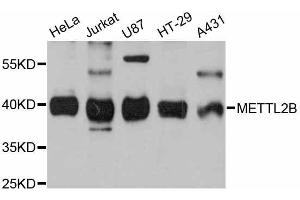 Western blot analysis of extracts of various cell lines, using METTL2B antibody (ABIN5998218) at 1:3000 dilution. (METTL2B anticorps)