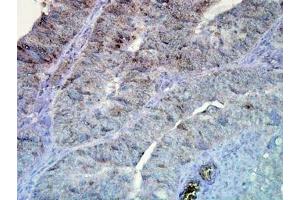 Image no. 1 for anti-Heat Shock Protein 90 (HSP90) antibody (ABIN466909) (HSP90 anticorps)