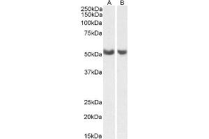 ABIN5539859 (0. (PTGIS anticorps  (AA 248-258))