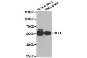 Western blot analysis of extracts of various cell lines, using SUFU antibody. (SUFUH anticorps  (AA 325-484))