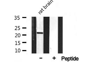 Western blot analysis on rat brain lysate using Musculin Antibody