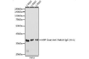 Western blot analysis of extracts of HeLa cells, using HRP Goat Anti-Rabbit IgG (H+L) antibody (ABIN3020597) at 1:4000-1:10000 dilution. (Chèvre anti-Lapin IgG Anticorps (HRP))