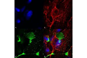 Immunocytochemistry/Immunofluorescence analysis using Mouse Anti-LRP4 (Extracellular) Monoclonal Antibody, Clone S207-27 (ABIN2483391).