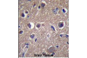 ANKS1B Antibody (Center) (ABIN657360 and ABIN2846410) immunohistochemistry analysis in formalin fixed and paraffin embedded human brain tissue followed by peroxidase conjugation of the secondary antibody and DAB staining.