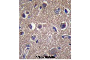 ANKS1B Antibody (Center) (ABIN657360 and ABIN2846410) immunohistochemistry analysis in formalin fixed and paraffin embedded human brain tissue followed by peroxidase conjugation of the secondary antibody and DAB staining. (ANKS1B anticorps  (AA 570-599))