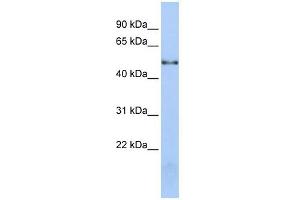 NOVA1 antibody used at 1 ug/ml to detect target protein. (NOVA1 anticorps  (Middle Region))