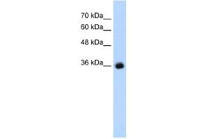 WB Suggested Anti-GABRG2 Antibody Titration:  1.