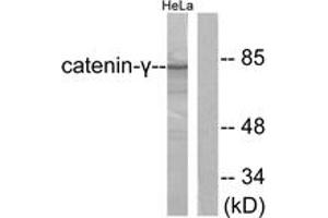 Western blot analysis of extracts from HeLa cells, using Catenin-gamma Antibody. (JUP anticorps  (AA 696-745))