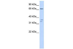 IQCE antibody used at 1 ug/ml to detect target protein.