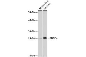 Western blot analysis of extracts of various cell lines, using FNDC4 antibody (ABIN7267196) at 1:1000 dilution.