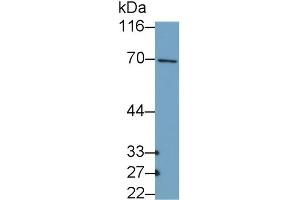 Detection of COL10 in MCF7 cell lysate using Polyclonal Antibody to Collagen Type X (COL10)