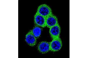 Confocal immunofluorescent analysis of EFNB2 Antibody (Center) (ABIN655599 and ABIN2845084) with 293 cell followed by Alexa Fluor 488-conjugated goat anti-rabbit lgG (green).