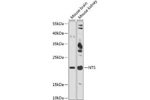 Western blot analysis of extracts of various cell lines, using NTS antibody (ABIN6128380, ABIN6144914, ABIN6144917 and ABIN6215934) at 1:3000 dilution. (Neurotensin anticorps  (AA 24-148))