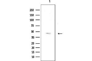 anti-Olfactory Receptor 52A5 (OR52A5) (Internal Region) antibody