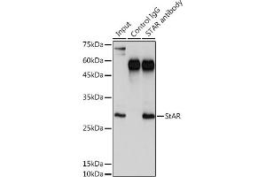 Immunoprecipitation analysis of 300 μg extracts of K-562 cells using 3 μg StAR antibody (ABIN3021302, ABIN3021303, ABIN3021304 and ABIN6214574). (STAR anticorps  (AA 64-285))