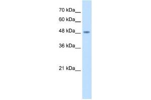 WB Suggested Antibody Titration:  2. (COPS2 anticorps  (N-Term))