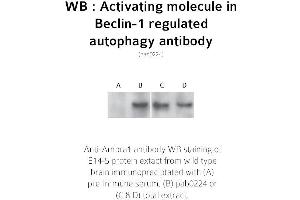 Image no. 4 for anti-Autophagy/beclin-1 Regulator 1 (AMBRA1) (N-Term) antibody (ABIN347117)