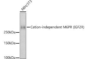 Western blot analysis of extracts of NIH/3T3 cells, using Cation-independent M6PR (IGF2R) antibody (ABIN7267905) at 1:1000 dilution. (IGF2R anticorps)