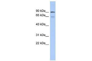Western Blot showing ZNF791 antibody used at a concentration of 1-2 ug/ml to detect its target protein. (ZNF791 anticorps  (Middle Region))