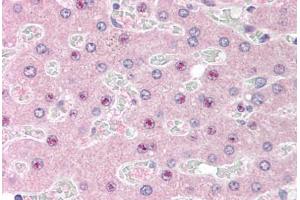 Human Liver (formalin-fixed, paraffin-embedded) stained with C14orf68 antibody ABIN298065 at 2. (SLC25A47 anticorps  (AA 85-97))