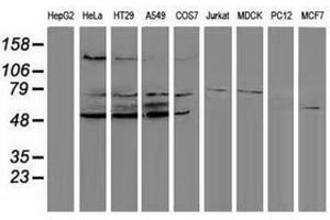 Image no. 2 for anti-Protein Phosphatase, Mg2+/Mn2+ Dependent, 1G (PPM1G) antibody (ABIN1500378) (PPM1G anticorps)