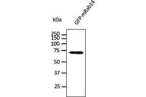 Western Blotting (WB) image for anti-RAB14, Member RAS Oncogene Family (RAB14) (C-Term) antibody (ABIN1439997) (RAB14 anticorps  (C-Term))