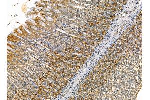 ABIN7095327 and ABIN7099384 at 1/100 staining rat stomach tissue by IHC-P. (PRELP anticorps)