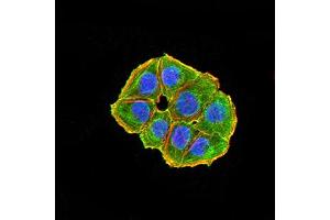 Immunofluorescence analysis of Hela cells using NAA10 mouse mAb (green).