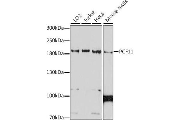 PCF11 anticorps  (AA 1256-1555)