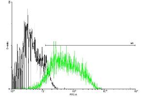 FACS analysis of negative control 293 cells (Black) and CD97 expressing 293 cells (Green) using CD97 purified MaxPab mouse polyclonal antibody.
