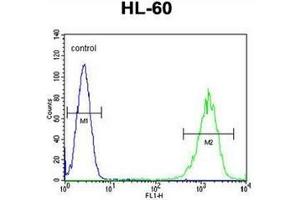 Flow cytometric analysis of HL-60 cells using LFNG Antibody (Center) Cat. (LFNG anticorps  (Middle Region))