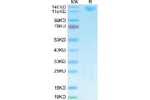 Biotinylated SARS spike S1 on Tris-Bis PAGE under reduced condition.