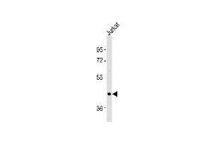 Anti-OXTR Antibody (C-term)at 1:1000 dilution + Jurkat whole cell lysates Lysates/proteins at 20 μg per lane. (Oxytocin Receptor anticorps  (C-Term))