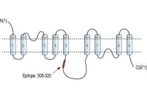 anti-Solute Carrier Family 8 (Sodium/calcium Exchanger), Member 1 (SLC8A1) (3rd Intracellular Loop), (AA 308-320) antibody