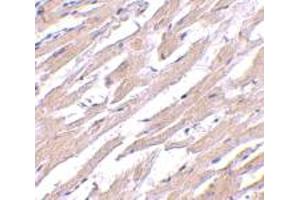 Immunohistochemical staining of human heart tissue with 2. (POFUT1 anticorps  (N-Term))